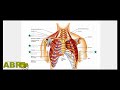 abr basics scoliosis and breathing. by leonid blyum