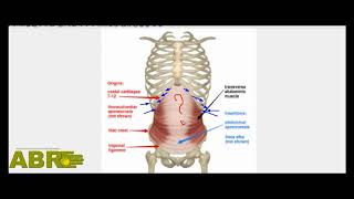 ABR Basics - Scoliosis and Breathing. By Leonid Blyum