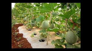 បច្ចេកទេសដាំត្រសក់ផ្អែម Sweet Cucumber Cultivation Technique