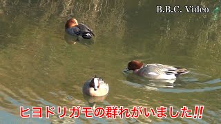 2025/01/14 真野浜のヒヨドリガモ!! いろんな水鳥が見られるようになりました #琵琶湖の水鳥 #今日の琵琶湖