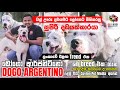 ලංකාවේ  එකම KASL Registered  සුප්‍රසිද්ධ Dogo Argentino | Best Guard Dog | Ceylon Pet Media