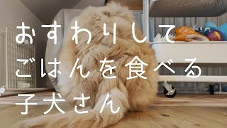 【子犬の日常】おすわりしてごはんを食べる子犬【生後2ヶ月半】【ゴールデンドゥードル】