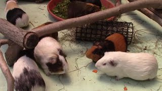 モルモットのお食事ＴＩＭＥ（多摩動物公園）Guinea pig Feeding Time