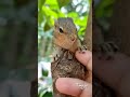 cute anil video new whatsapp status tamil trending video pet love smart u0026 fast animal tingu squirrel