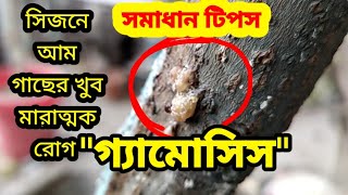 আম গাছের আঠা ঝরা  রোগ/gummosis disease of mango tree@gardenertech