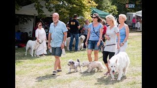 Juhász  és pásztorkutya CAC kutyakiállítás 2017