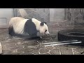 パンダとコアラが見られる動物園【王子動物園】お部屋にもどりたくて仕方ないパンダの旦旦♨