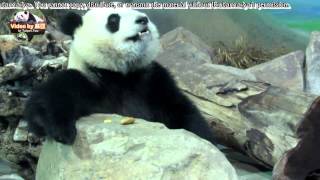 20150527圓仔吃竹葉\u0026爬高吃點心 The Giant Panda Yuan Zai