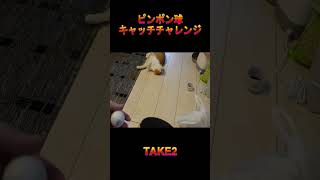 猫のピンポン球キャッチチャレンジ TAKE2【卓球×猫】#shorts #cat #卓球 #ピンポン玉