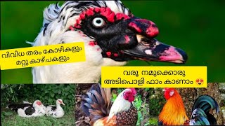 Nadan kozhi|Pulli kozhi|Dogs, Rabbits|Mascovi Ducks|മീനുകൾ #superman613