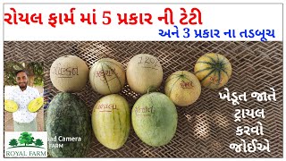 રોયલ ફાર્મ માં  ટેટી અને તડબૂચ ની અવનવી વેરાયટી વાવેલ છે |ટ્રાયલ લઈ વેરાયટી ખેડૂતો એ વાવણી કરવી જોઈએ