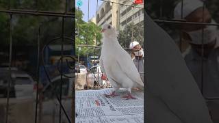 Indian Bombai 😍 Bombay Pigeon || Kabootar ki Video 🕊️|| Fancy Kabutar Ki Video || White Pigeon