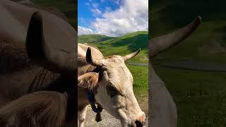 Bull with fancy necklace🎗️ #bull #fancy #farming