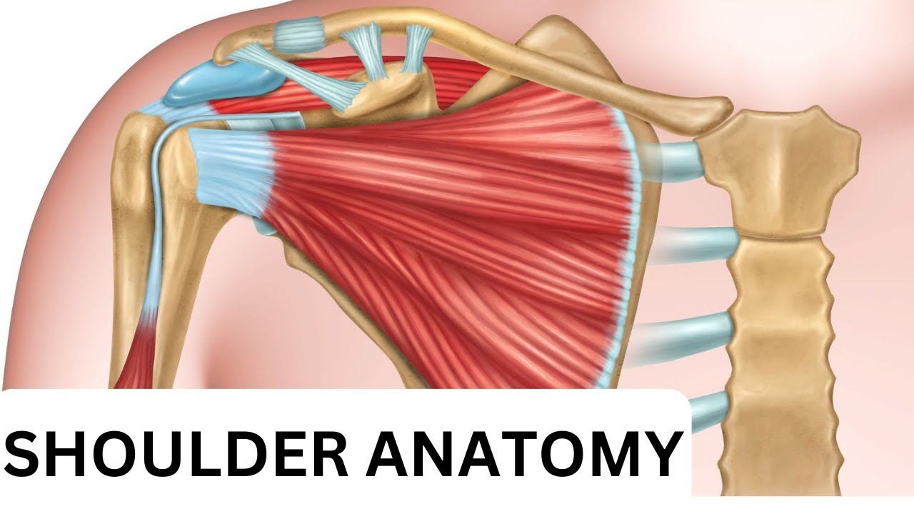 Shoulder Anatomy Youtube