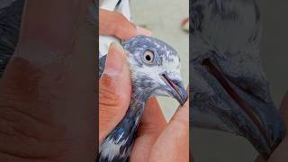 new pigeon ko pakra aj🤯🤩 #youtubeshort #bird #pigeon #lashalypetshorts #pigeonlove #pigeon #kabootar