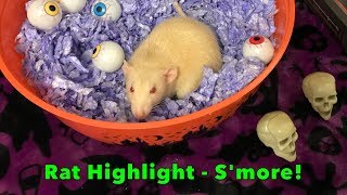 Rat Highlight - S'more