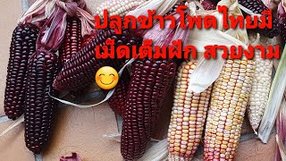 ปลูกข้าวโพดไทยสีม่วง มีเม็ดเต็มฝักให้ได้กินด้วย ดีใจ😊