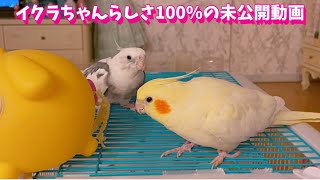 イクラちゃんの可愛い未公開動画が出て来ました💗#オカメインコ#インコ#たまご保育園