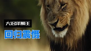 回归震慑狮群！大王子色胆包天的下场