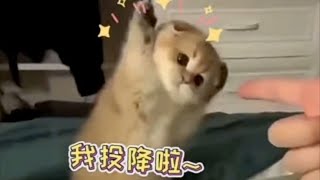 搞笑合集: “猫猫能有多可爱～”