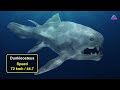 3d sea monster speed comparison bloop vs el gran maja vs julia