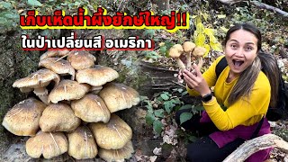 V390 เก็บเห็ดน้ำผึ้งดอกยักษ์ ในป่าเปลี่ยนสี รัฐวิสคอนซิน อเมริกา foraged Honey mushroom, Wisconsin