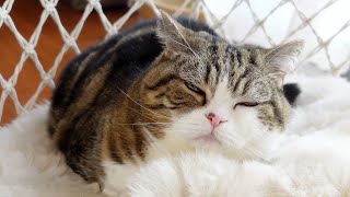 ブランコに乗れなくなったねこ！？-Maru became unable to get on the swing!?-