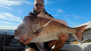 Soft Plastic/Catch&Release Only Snapper Competition Coffs Harbour!