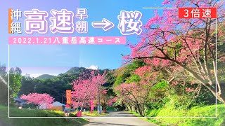 【沖縄旅行ドライブ】那覇空港道豊見城ICから八重岳桜並木コース2022【おすすめルート】