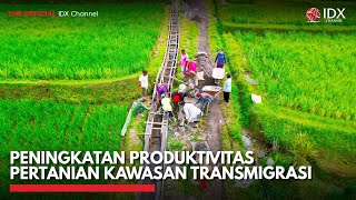 Peningkatan Produktivitas Pertanian Kawasan Transmigrasi | IDX CHANNEL