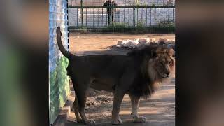 ERBIL ZOO - Kurdistan Region , Northern Iraq