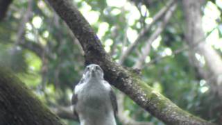 オオタカ、食後にオスを呼ぶメス　2011/04/07　10：35