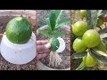 lemon grow from an lemon fruit | unbelievable! 100% success with onion |