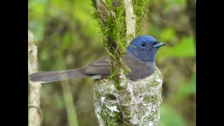 20200515 可愛的黑枕藍鶲母鳥與其建築精美的巢（Black-naped Monarch）