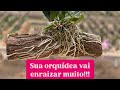 Como fazer orquídea enraizar mais rápido na madeira!!!