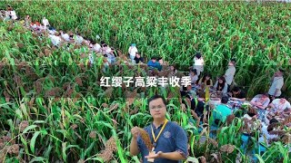 茅台酒这么好喝，原来离不开红樱子高粱，助力了农民增收