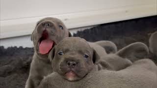 Cute Blue Staffordshire Bull Terrier puppies. Petra \u0026 Tommys litter of staffy pups. Episode 8