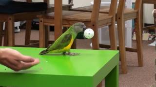 Kili Senegal Parrot - Fetch Ball Trick