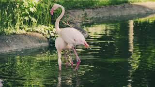 Flamingo Bird || राजहंस पक्षी  || Flamingos