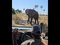 Elephant attack in Ruaha, Tanzania, Africa