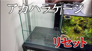 アカハラケージリセットします！Japanese fire belly newt tank reset