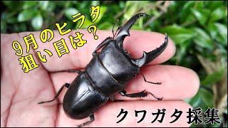 今年ラストのクワガタ採集　9月のヒラタクワガタ探し