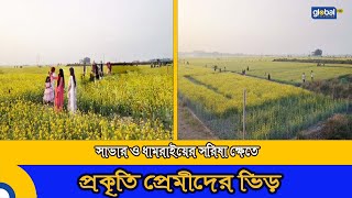 সাভার ও ধামরাইয়ের সরিষা ক্ষেতে প্রকৃতি প্রেমীদের ভিড় | Update News | Nuture | Global TV News