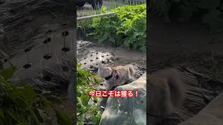 【猫動画】トンボを捕まえる|猫の狩り #cat #catlover #cute #animals #猫のいる暮らし #minuetcat #ねこのいる生活 #ねこ動画