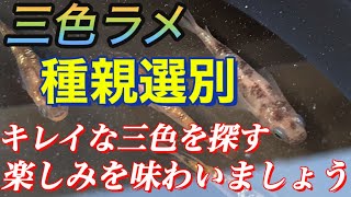 【めだか】初心者必見。三色ラメの種親選別。キレイな三色が産まれる楽しみを味わいましょう！