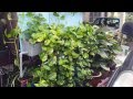 Aquarium aquaponics - plant filtration Aquarium aquaponics - plant filtration