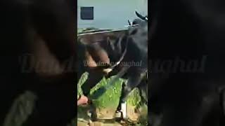 چمپین داند بلبلے کشمیر #shorts  injoy dhol music with bull race #shorts#animals #viralshort#tiktok