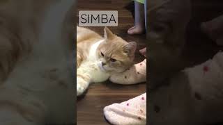 SIMBA シンば太郎 毛玉だらけの靴下足を枕にする猫 Cat so cute...