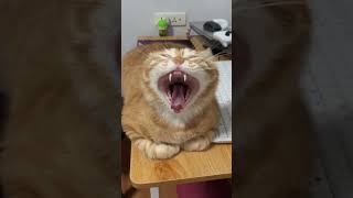 冷知识: 猫科动物在睡着的时候是非常警惕的 #搞笑 #funny #cat