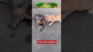 Реакция котов поражает скоростью #shorts